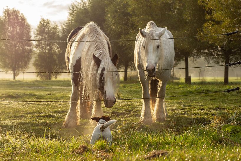 Morning walk by Lucia Leemans