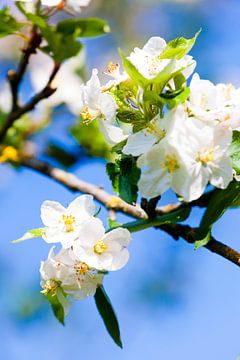 Appelbloesem in het voorjaar. by Wim Demortier