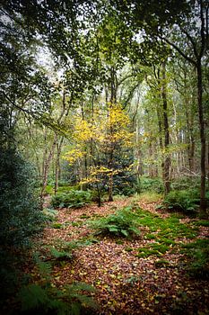 Versteckter Herbstbaum