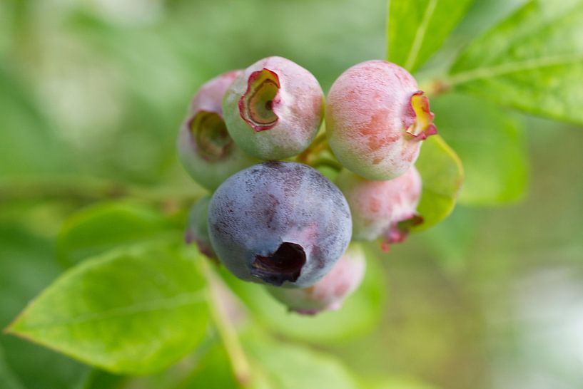 First Blueberries of the Season by Iris Holzer Richardson