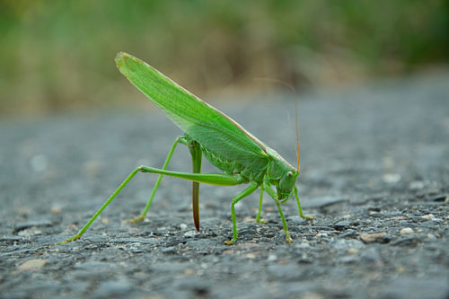 Grashüpfer