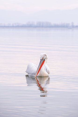 Kroeskoppelikaan Zonsopkomst Lake Kerkini Griekenland