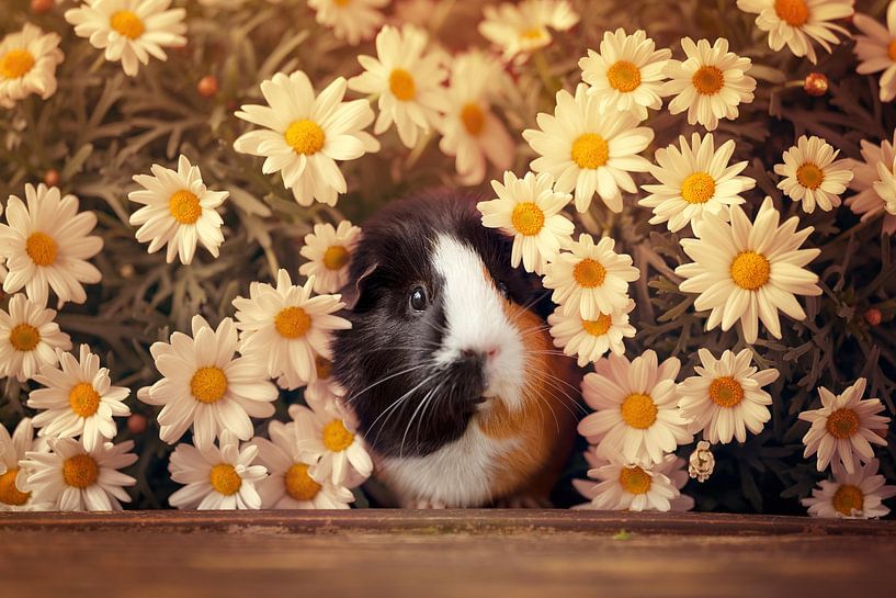 Frühling Meerschweinchen von Marloes van Antwerpen