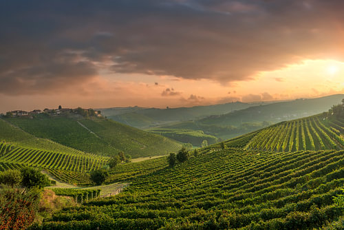 Lever de soleil sur les vignobles des Langhe, près de Neive, dans le Piémont, en Italie