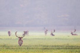 Damhirsche (Dama dama) von Dirk Rüter