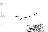 Vögel auf der Route von Roland de Zeeuw fotografie Miniaturansicht