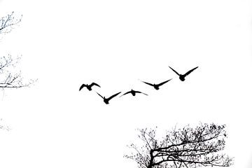 Birds  on the route van Roland de Zeeuw fotografie