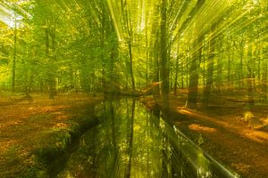 Ein Bach in einem hellgrünen Wald an einem frühen Frühlingsmorgen von Sjoerd van der Wal Fotografie