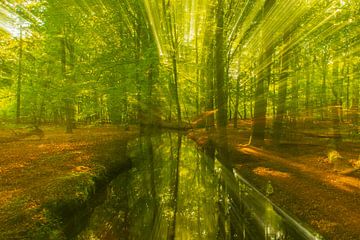 Kreek in een heldergroen bos tijdens een vroege lentemorgen van Sjoerd van der Wal Fotografie