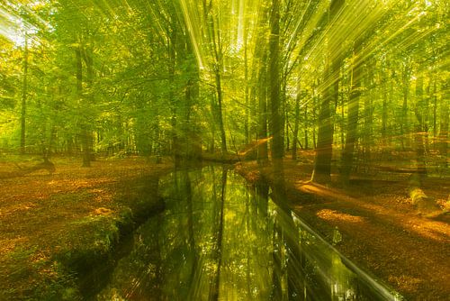 Creek in a bright green forest during an early springtime mornin by Sjoerd van der Wal Photography