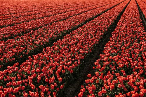 Tulpen van Jisca Kuijpers