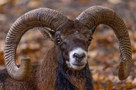 Mouflon (Ovis orientalis) by Gert Hilbink thumbnail