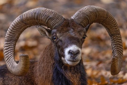 Moeflon (Ovis orientalis)