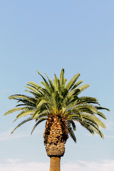 Palme | USA | Reisefotografie | Sommerzeit von Mirjam Broekhof