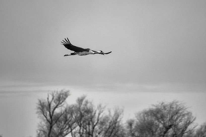 Kranich fliegt über einen Wald in Schwarz Weiß von Martin Köbsch