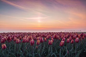 Sunrise at the tulipfield van Ilya Korzelius