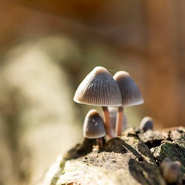 Drie paddenstoelen van Suzanne van Saase