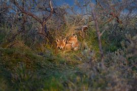 Renardeaux en peluche sur Nick van Beusekom