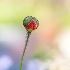 Growing colourful poppy flower by Kyle van Bavel