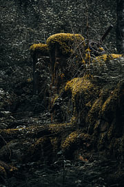 Schwedische Wildnis – Ruine eines historischen Sägewerks in vertikaler Bauweise mit ockergelbem Herbstmoos bei Fämtfallet von Dylan Winter Visuals