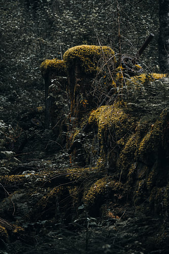 Nature sauvage suédoise - Ruines d'une scierie historique à coupe verticale, avec de la mousse automnale jaune ocre près de Fämtfallet
