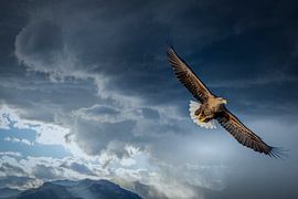 Pygargue à tête blanche au-dessus du Trollfjord - capturé depuis la mer sur Exclusive Photos by Erwin Floor