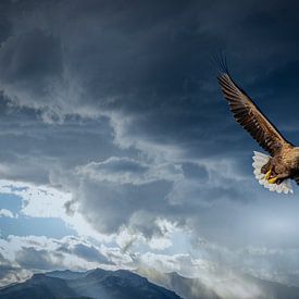 Bald eagle over the Trollfjord - captured from the sea by Erwin Floor