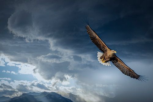 Zeearend boven de Trollfjord – vastgelegd vanaf zee