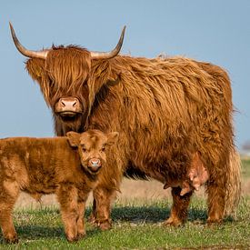 Highlander écossais avec veau sur Edwin Benschop