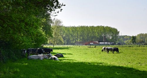 Holsbeek, België - II
