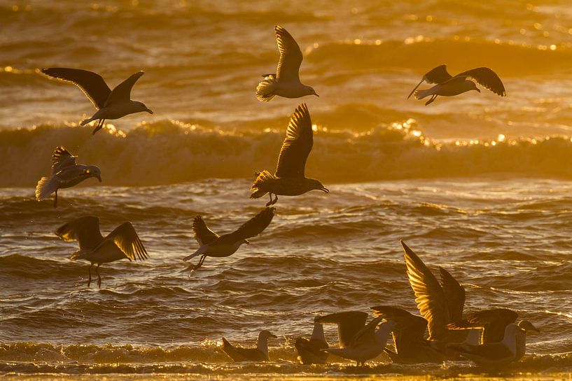 Möwen in der Brandung bei Sonnenuntergang von Menno van Duijn