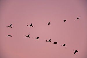 Kranichvögel oder Kraniche, die im Herbst in einen Sonnenuntergang fliegen