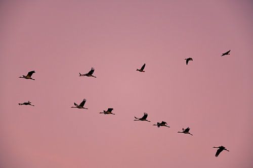Kraanvogels vliegend in een zonsondergang tijdens de herfst