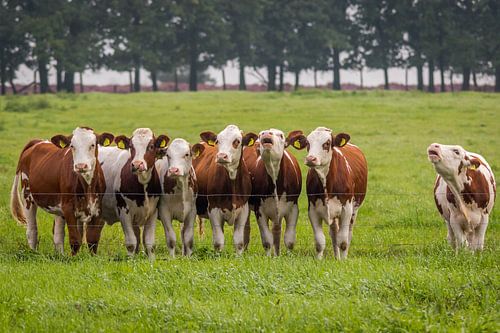 Melkkoeien in de Veluwse weiden