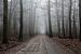 Waldweg in den Nebel von Gerard de Zwaan