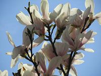 De magnolia in zon