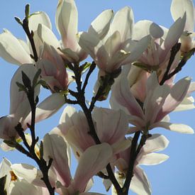 De magnolia in zon van Ria van den Berg