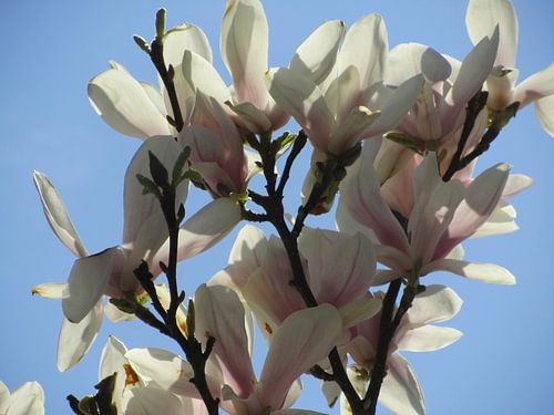 De magnolia in zon by Ria van den Berg