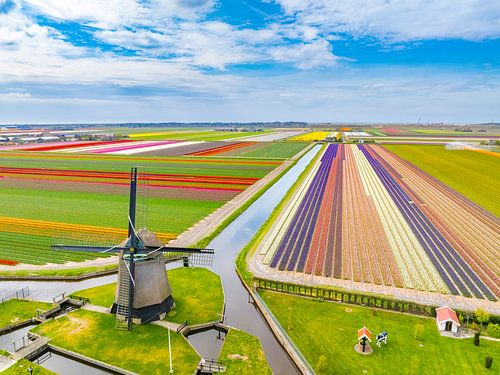 Tulpen bloeien in een veld in Nederland met een windmolen