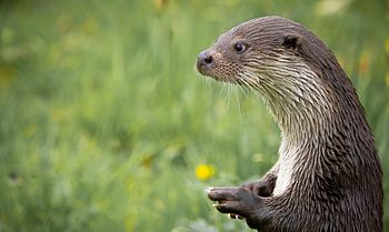 De Europese Otter (lutra lutra) wijst de weg