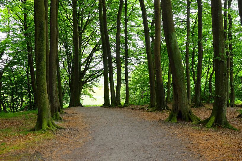 Waldende von Ostsee Bilder