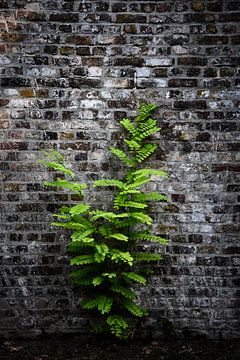 Eine grüne Pflanze vor einer Ziegelsteinmauer von SonjaFoersterPhotography