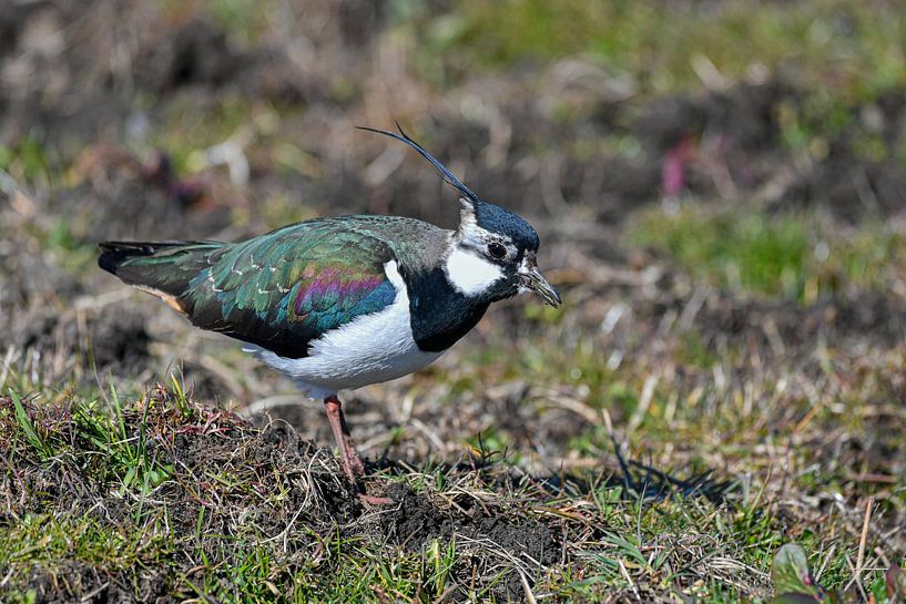 Lapwing by Shirley Douwstra