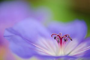 Geranium purple von Jessica Berendsen