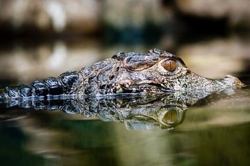 Krokodil by Victor van Dijk