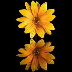 The beautiful yellow Flower of the Gazania Rigens, also called Treasure Flower by Henk Van Nunen Fotografie