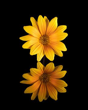 De prachtige gele Bloem van de Gazania Rigens, ook wel Middaggoud genoemd. van Henk Van Nunen Fotografie