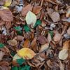 Herfstbladeren bedekken de grond in tinten bruin en oranje, een herfsttafereel met textuur van ChrisWillemsen