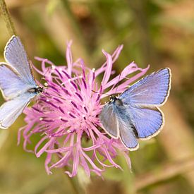 papillons bleus sur Leon Huurman