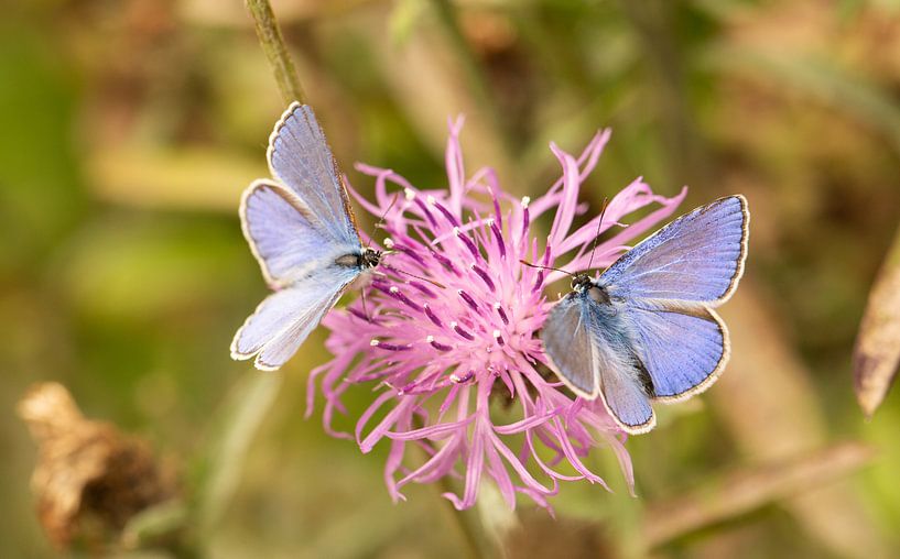 papillons bleus par Leon Huurman